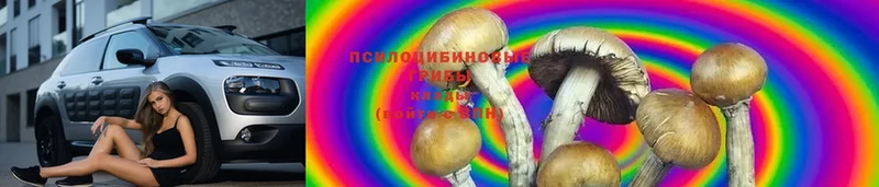 Псилоцибиновые грибы Psilocybine cubensis  как найти закладки  Конаково 